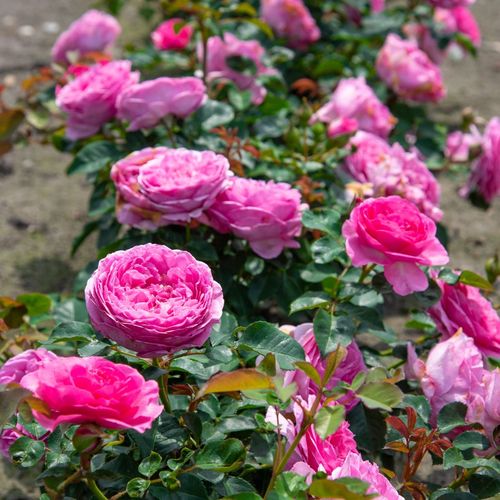 Rózsaszín - Angolrózsa virágú- magastörzsű rózsafa- bokros koronaforma